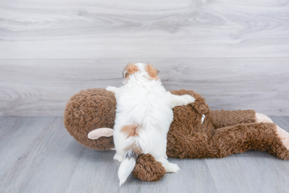 Hypoallergenic Shit Designer Puppy