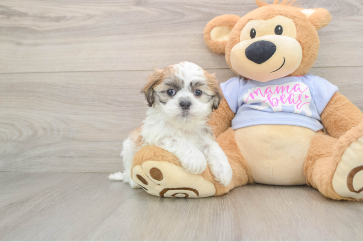 Teddy Bear Pup Being Cute