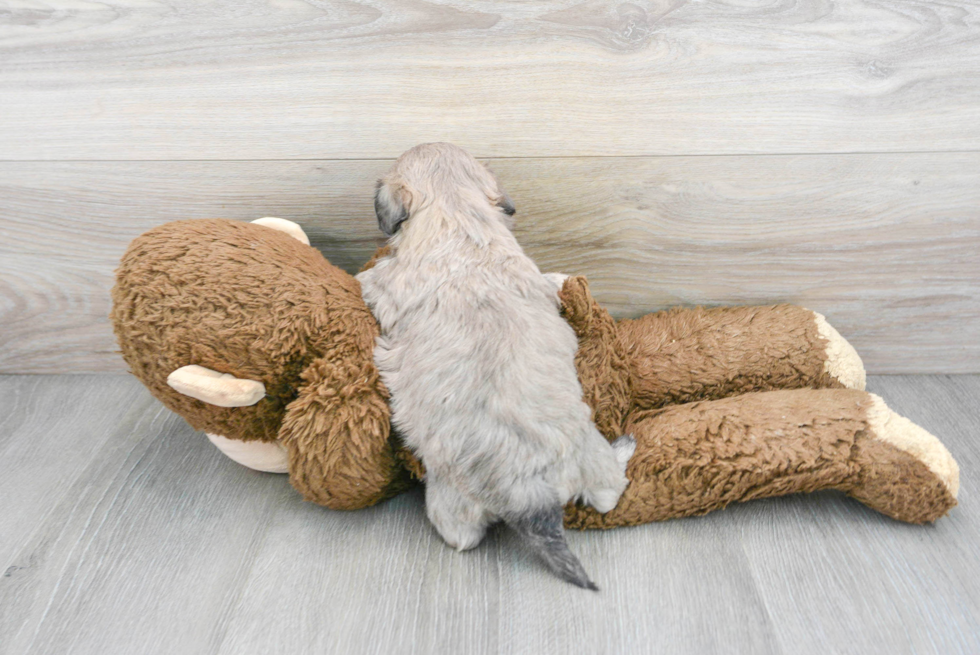 Teddy Bear Puppy for Adoption