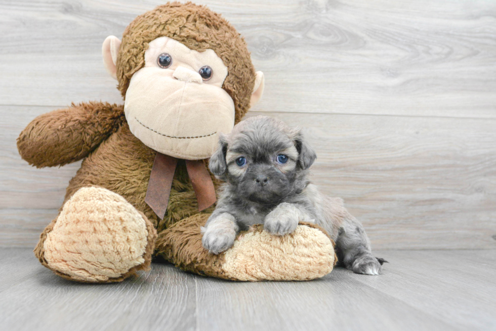 Fluffy Teddy Bear Designer Pup