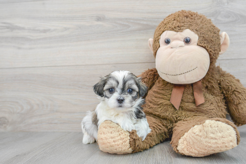 Little Shitzu Designer Puppy