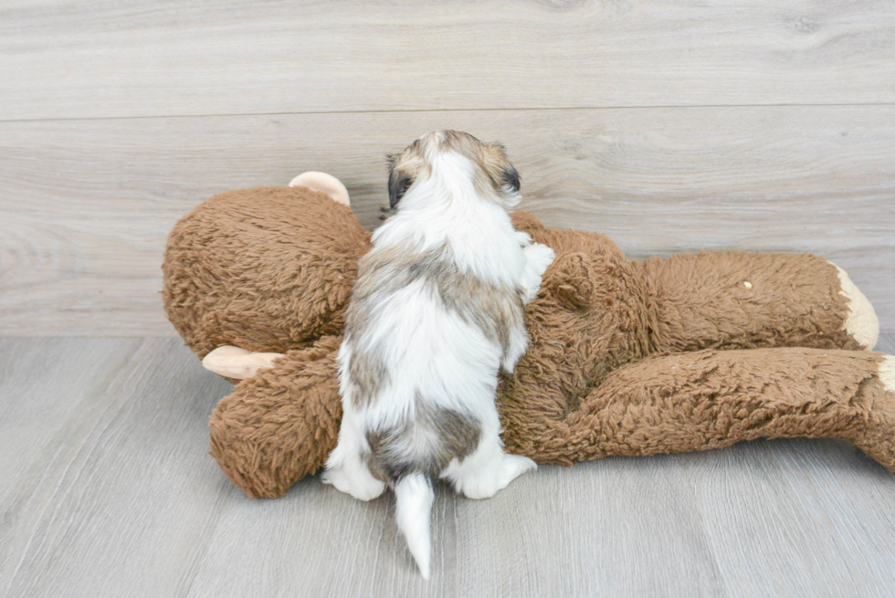 Petite Teddy Bear Designer Pup