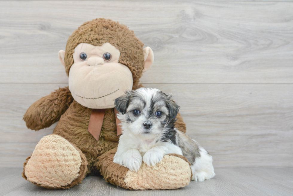 Teddy Bear Pup Being Cute