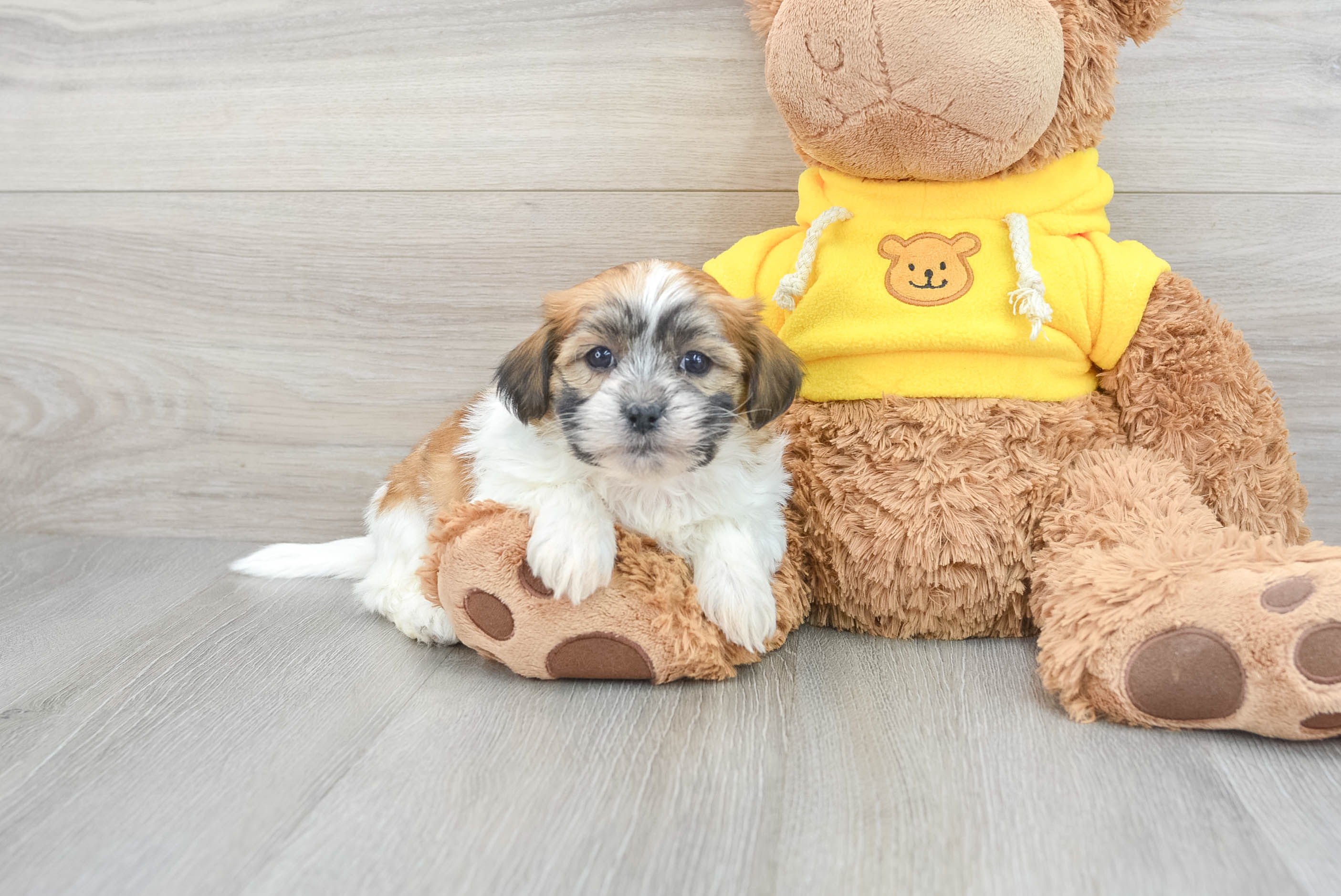 Funny Teddy Bear Designer Pup