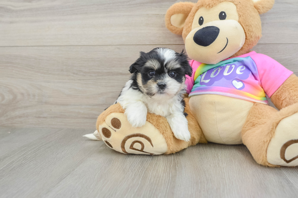 Teddy Bear Puppy for Adoption