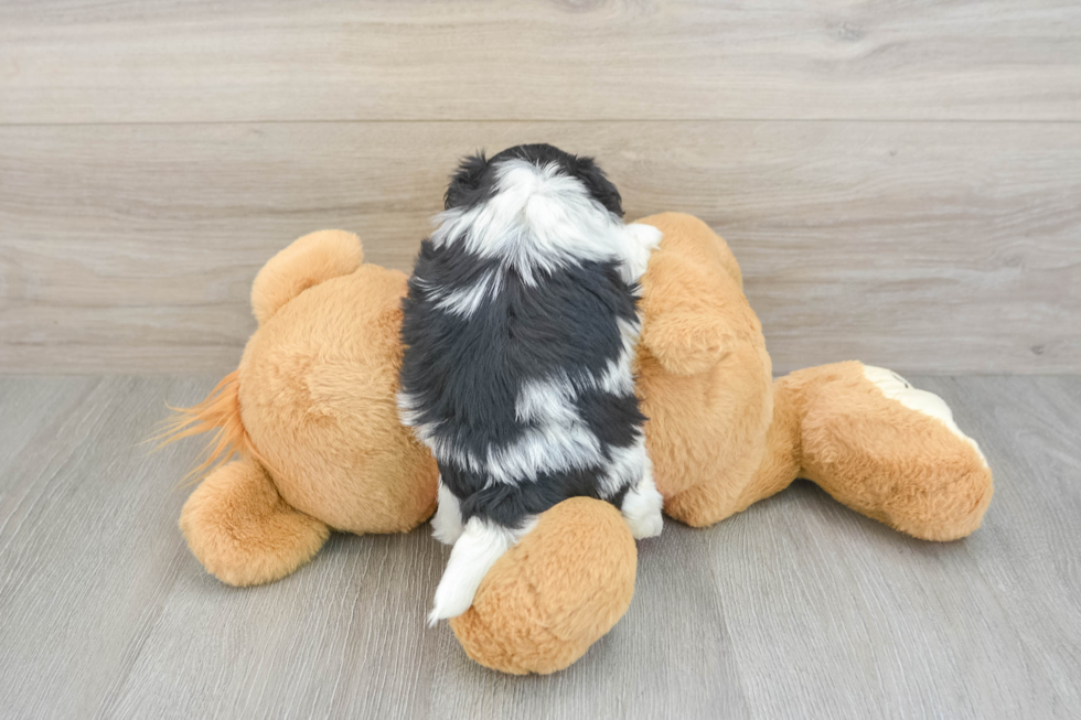 Teddy Bear Pup Being Cute