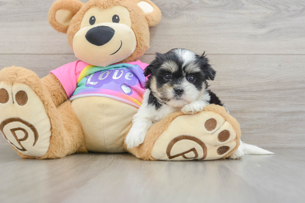 Happy Teddy Bear Baby