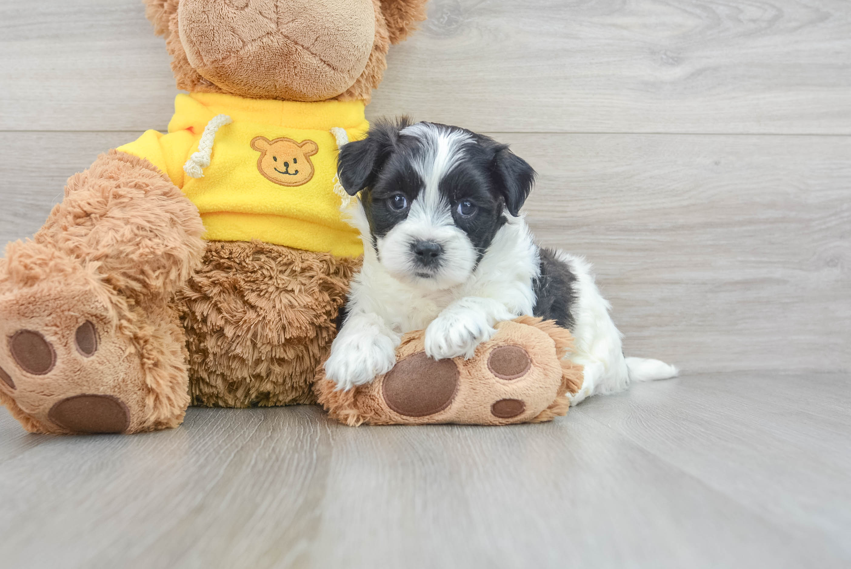 Teddy Bear Puppy for Adoption