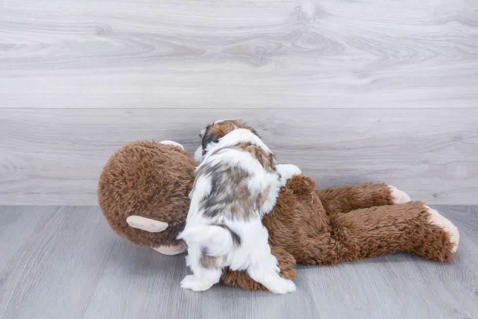 Sweet Teddy Bear Baby