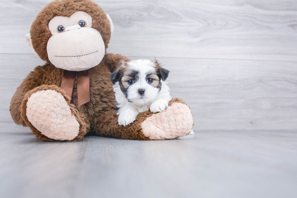 Playful Shi Chon Designer Puppy