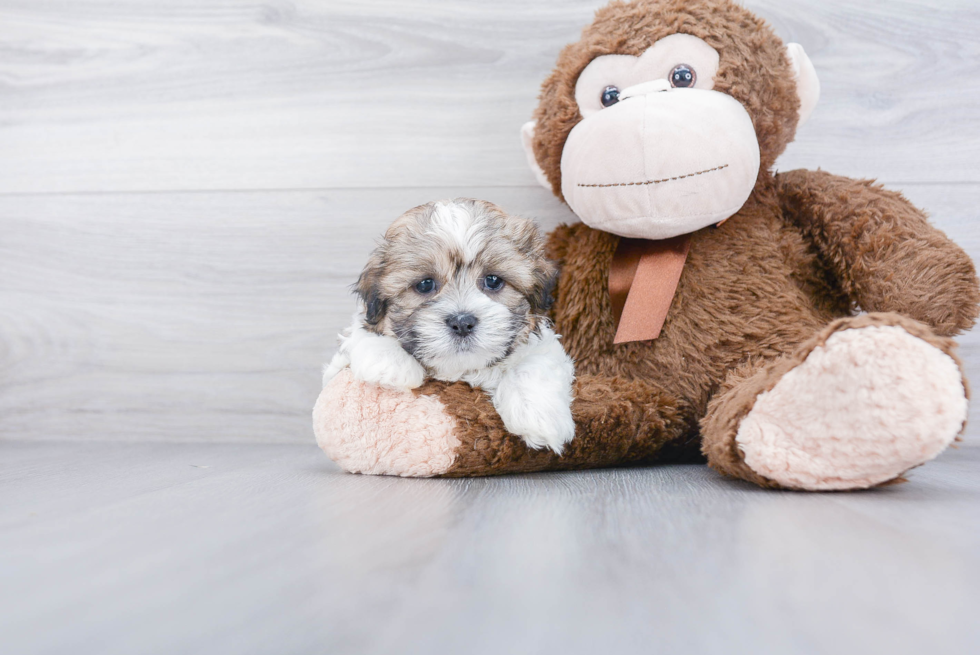 Adorable Shit Designer Puppy