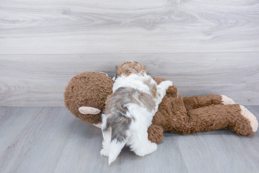 Sweet Teddy Bear Baby