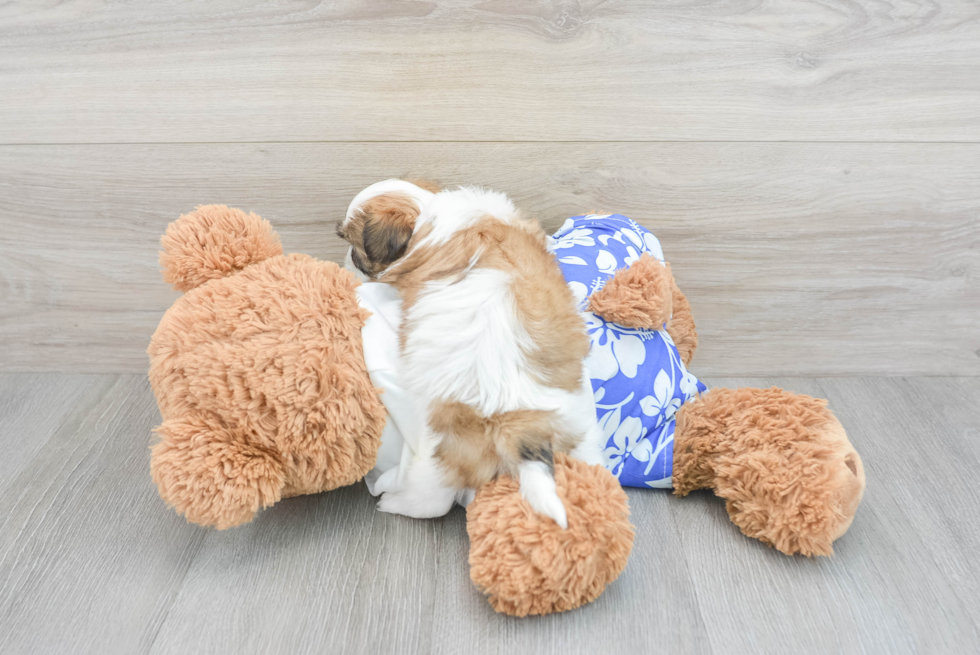 Sweet Teddy Bear Baby