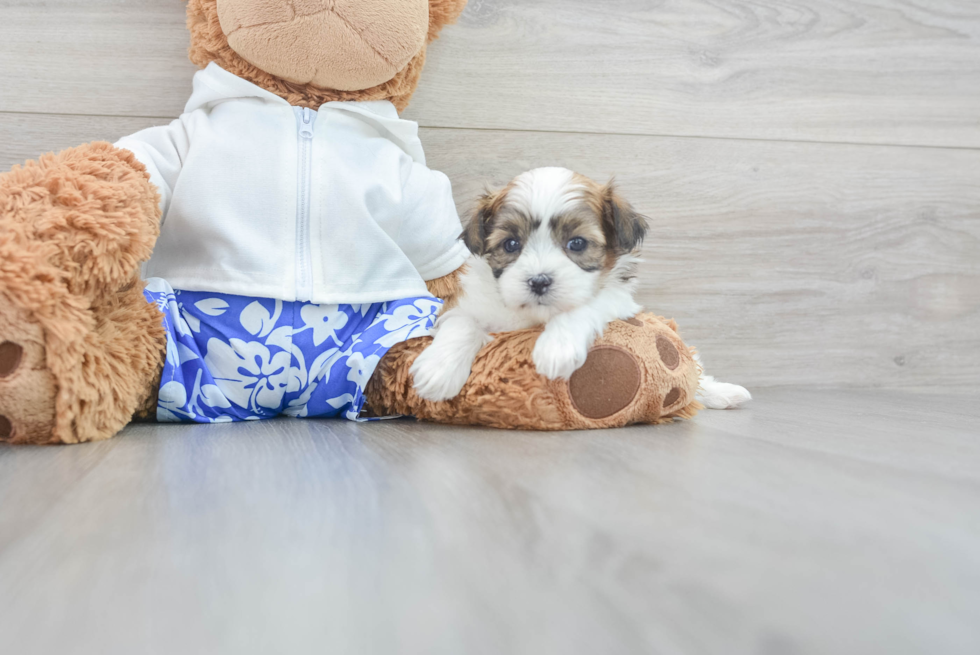 Teddy Bear Puppy for Adoption