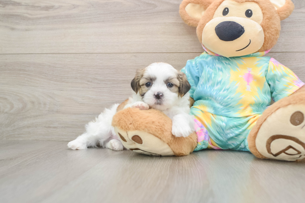 Playful Shichon Designer Puppy
