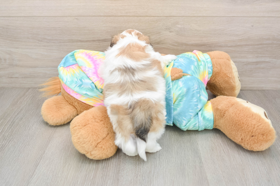 Cute Teddy Bear Baby