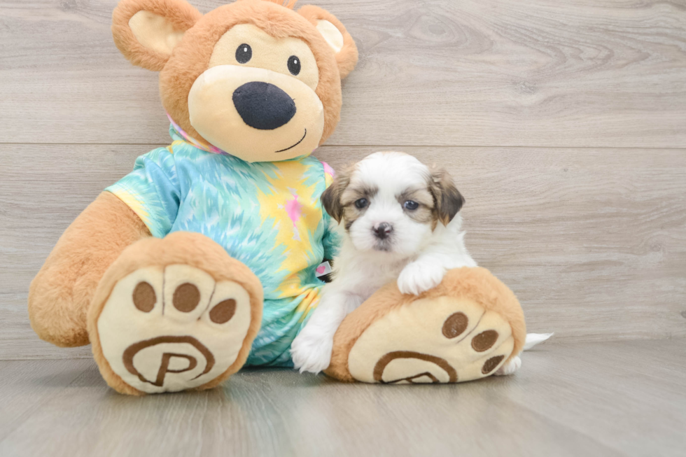 Fluffy Teddy Bear Designer Pup