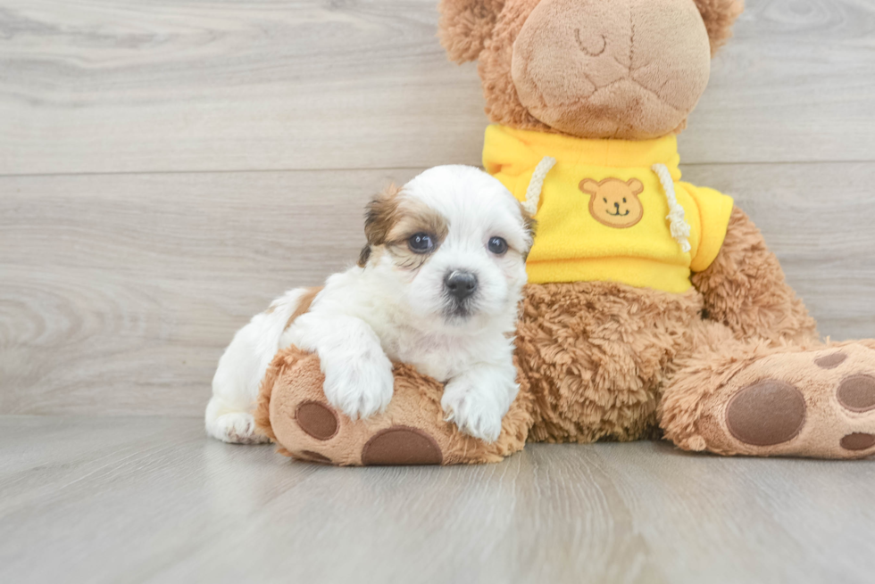 Best Teddy Bear Baby