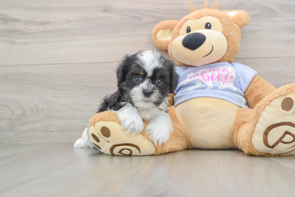 Teddy Bear Pup Being Cute