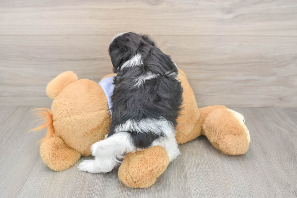 Friendly Teddy Bear Baby