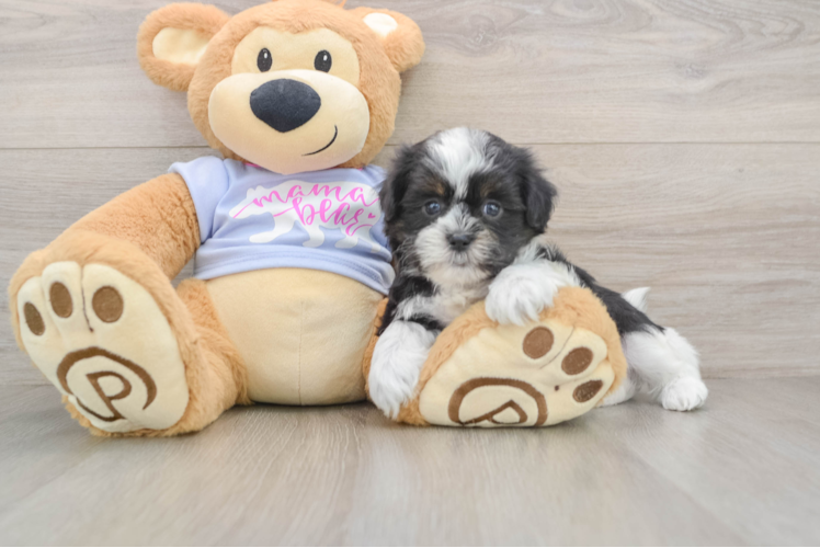 Little Shi Chon Designer Puppy