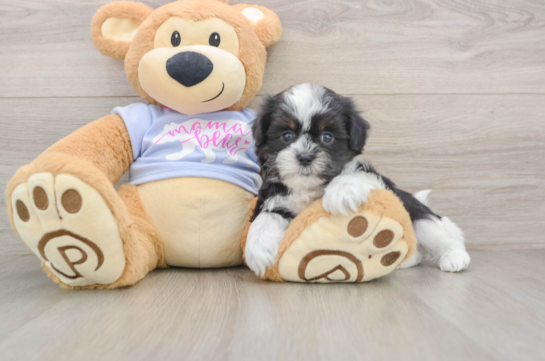 Little Shi Chon Designer Puppy