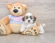 5 week old Teddy Bear Puppy For Sale - Premier Pups