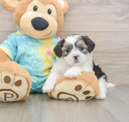 6 week old Teddy Bear Puppy For Sale - Premier Pups