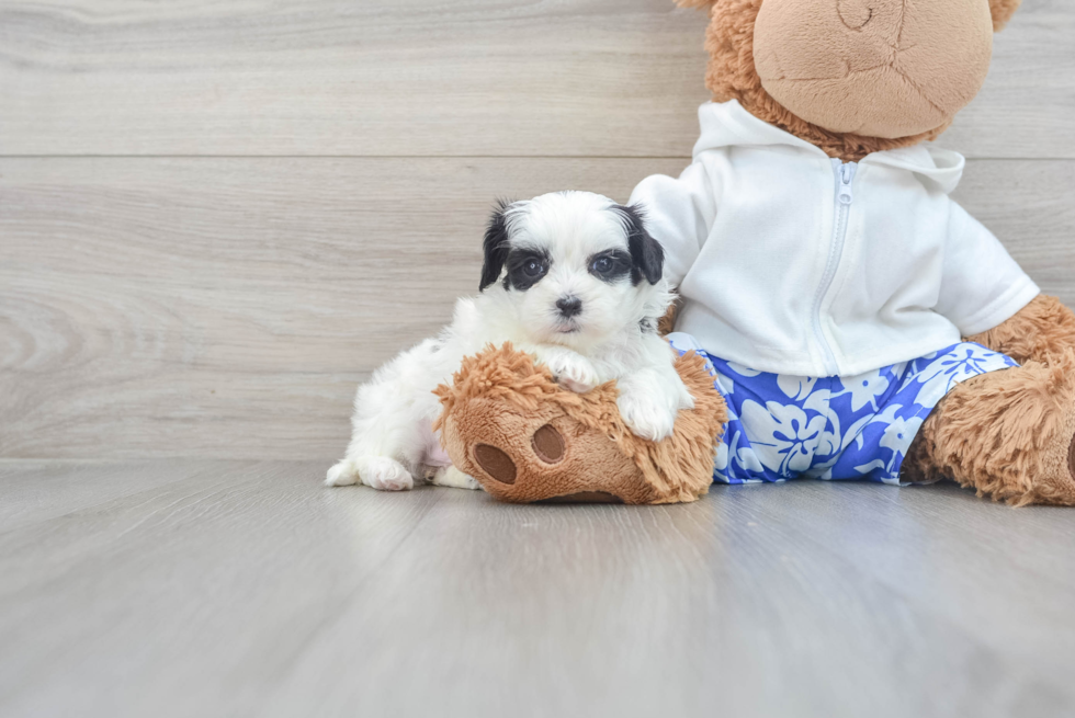 Teddy Bear Pup Being Cute