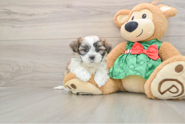 Small Teddy Bear Baby