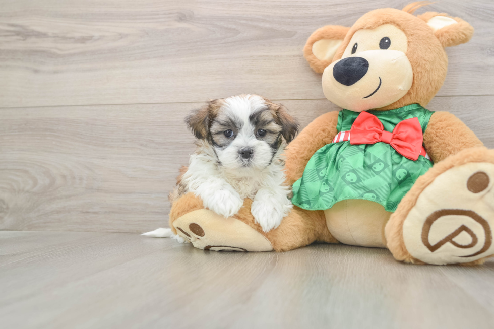 Small Teddy Bear Baby