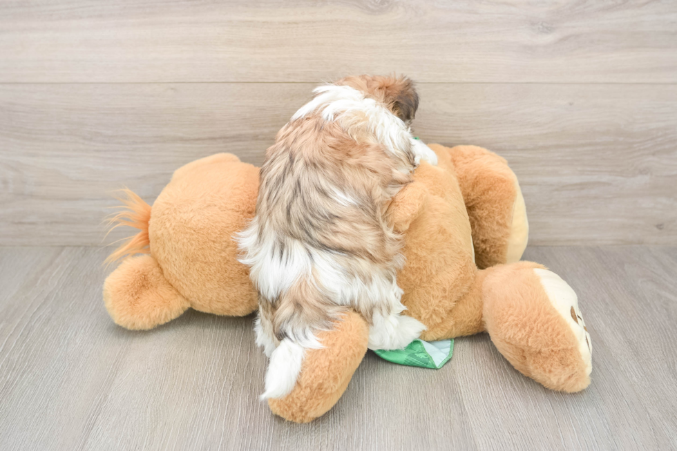 Friendly Teddy Bear Baby