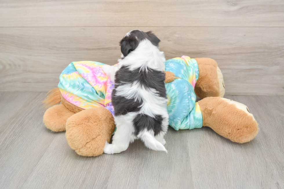 Funny Teddy Bear Designer Pup