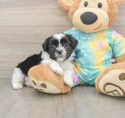 6 week old Teddy Bear Puppy For Sale - Premier Pups