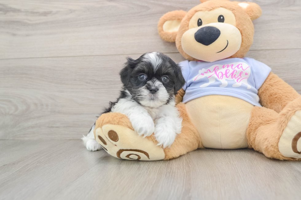 Best Teddy Bear Baby