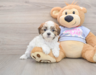 6 week old Teddy Bear Puppy For Sale - Premier Pups