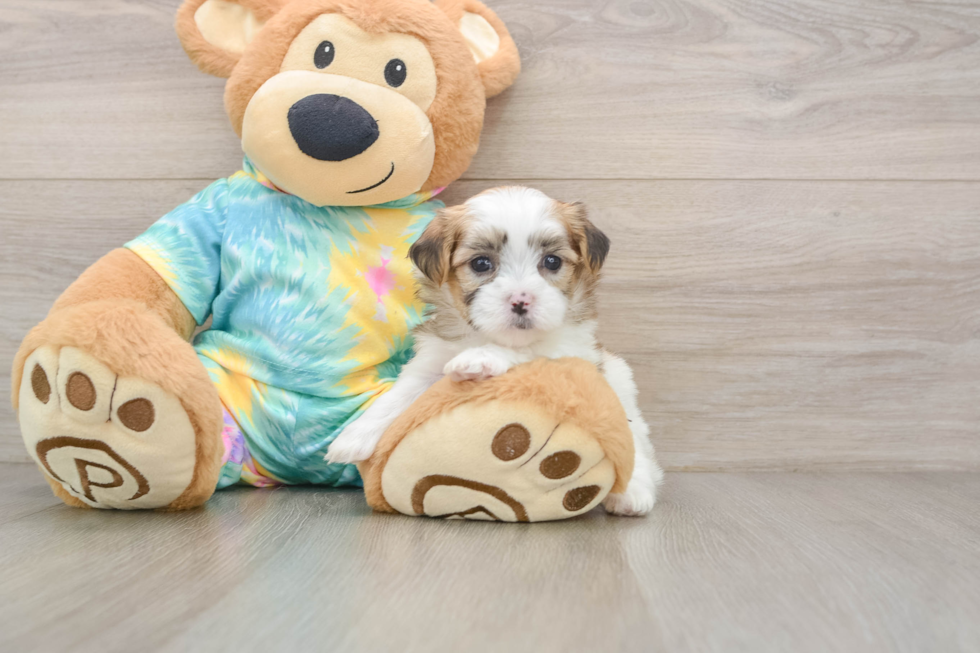 Teddy Bear Puppy for Adoption