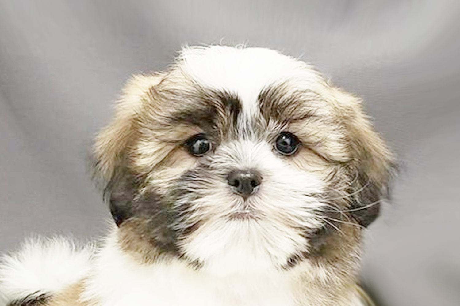 Teddy Bear Puppies For Sale - Premier Pups