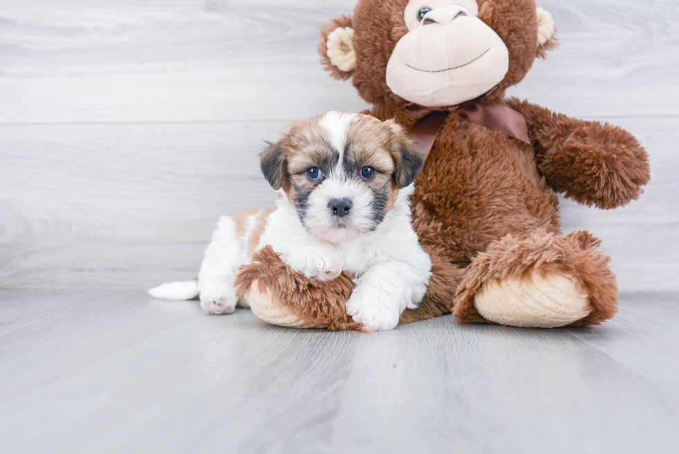 Friendly Teddy Bear Baby