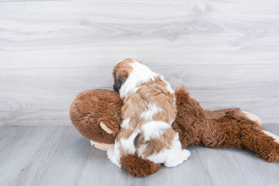 Teddy Bear Pup Being Cute