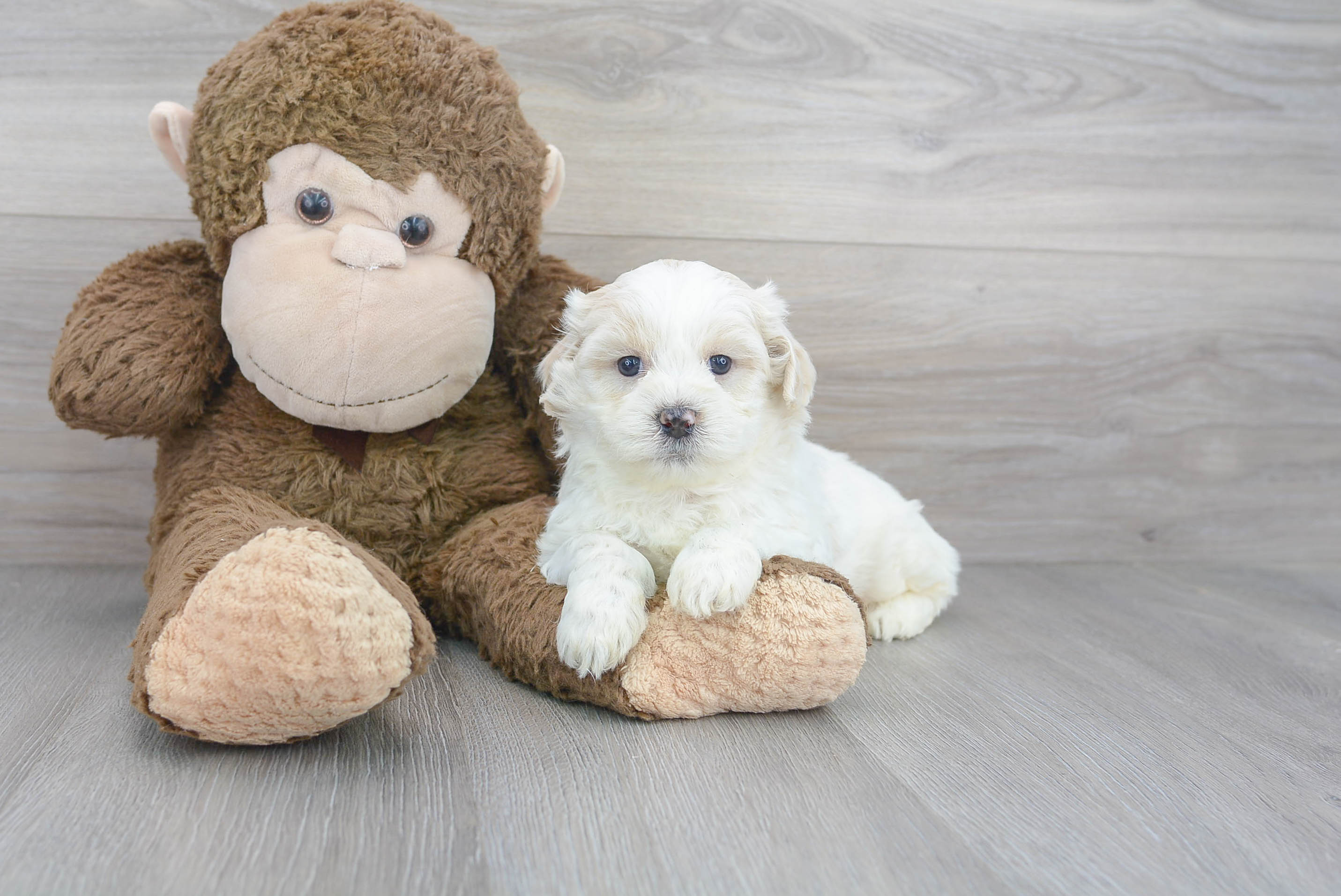 Playful Shitzu Designer Puppy