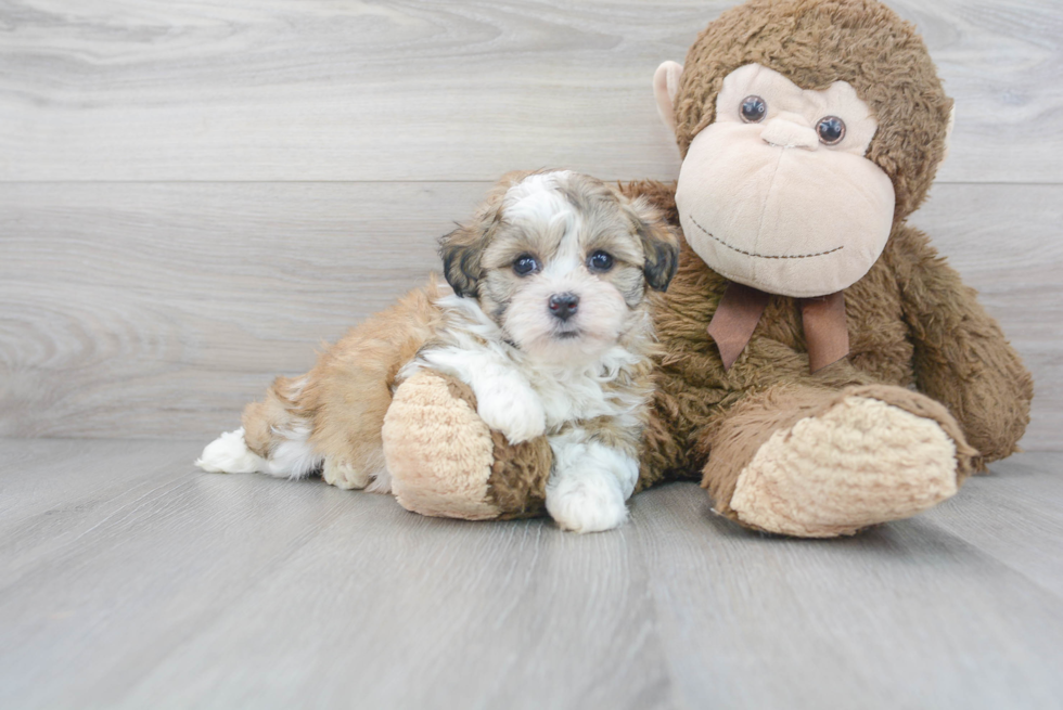 Teddy Bear Puppy for Adoption