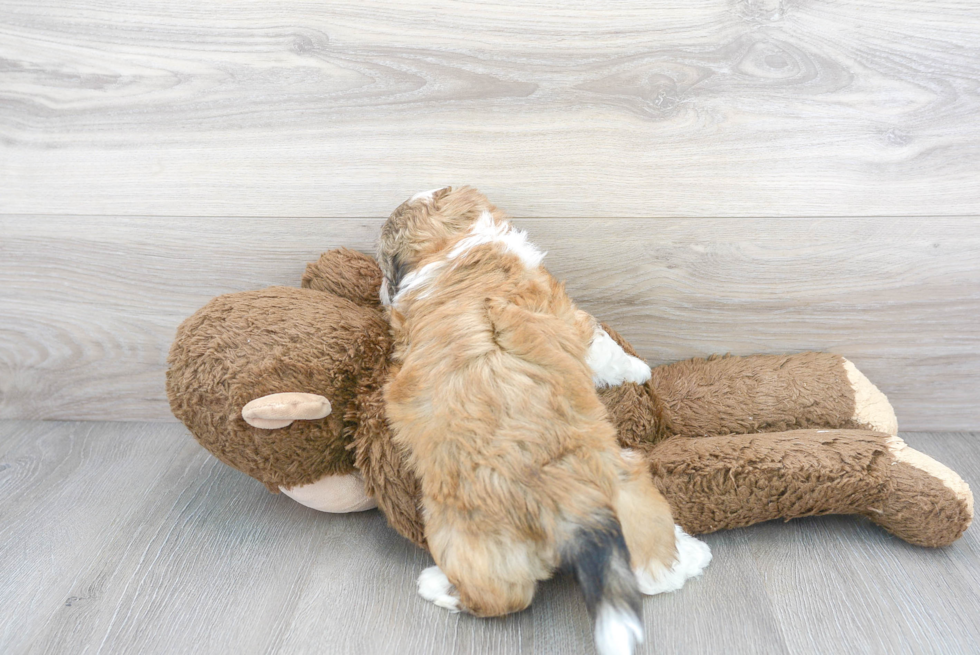 Best Teddy Bear Baby