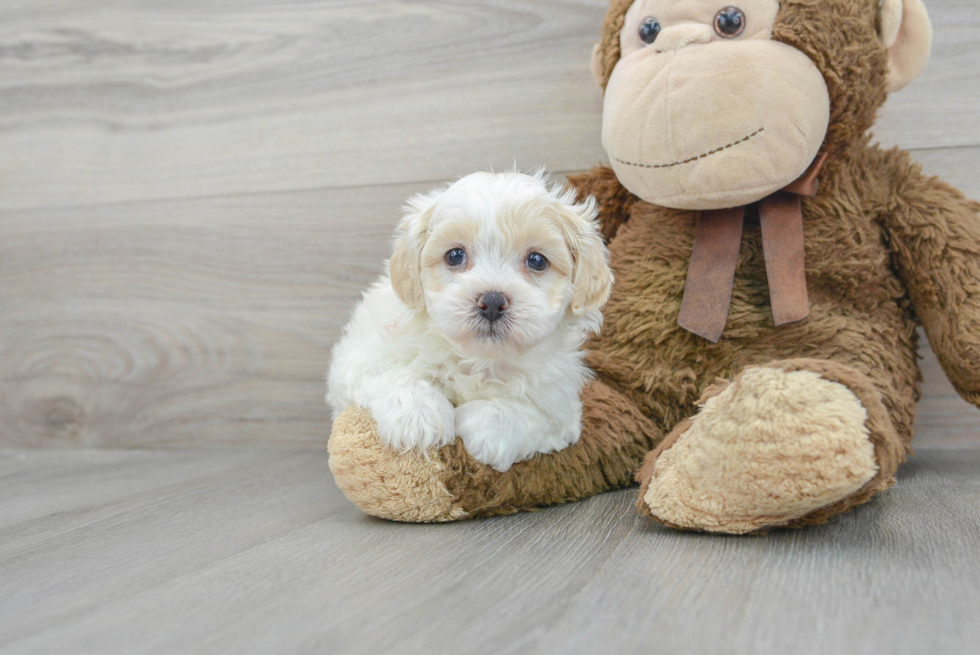 Teddy Bear Pup Being Cute