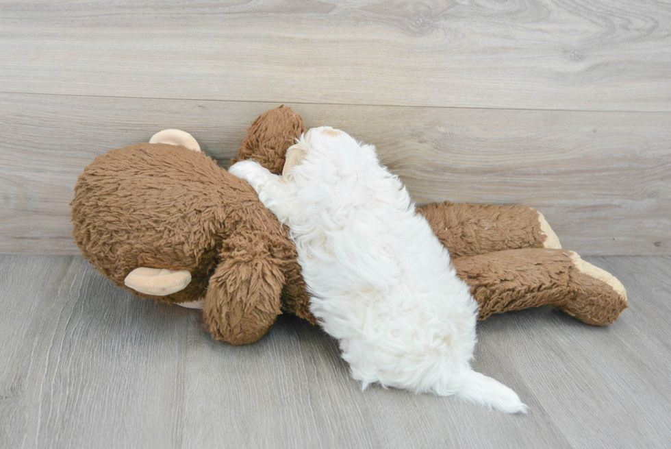 Happy Teddy Bear Baby