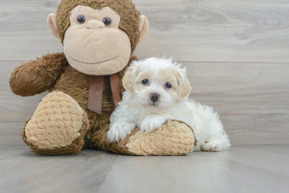 Playful Shichon Designer Puppy