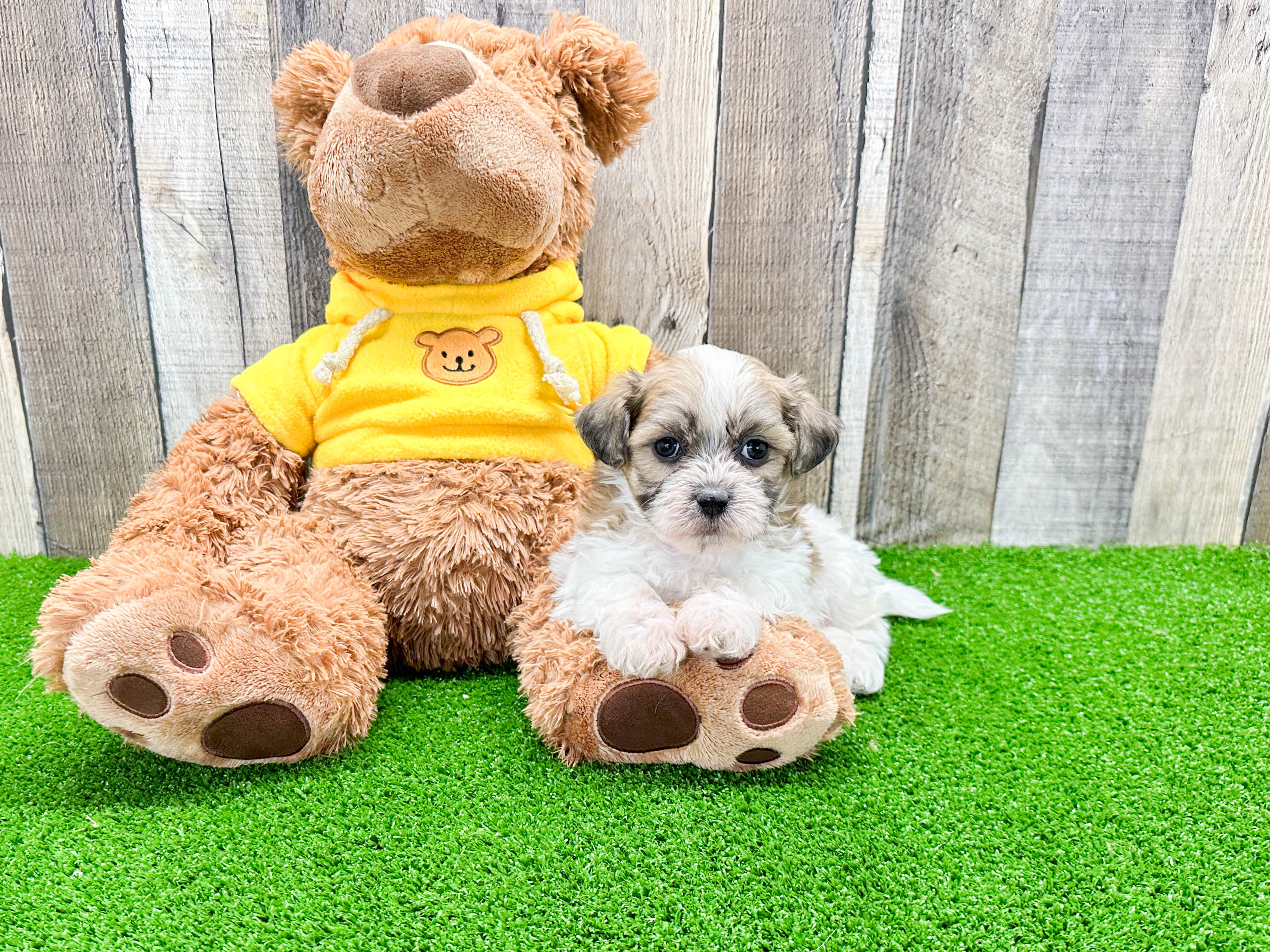 Teddy Bear Pup Being Cute