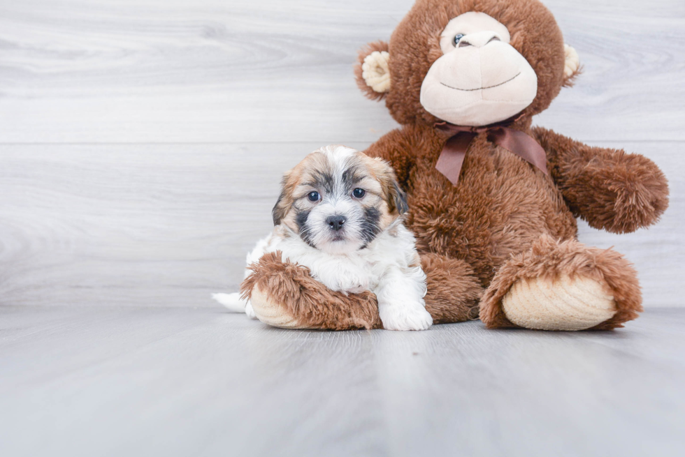 Sweet Teddy Bear Baby