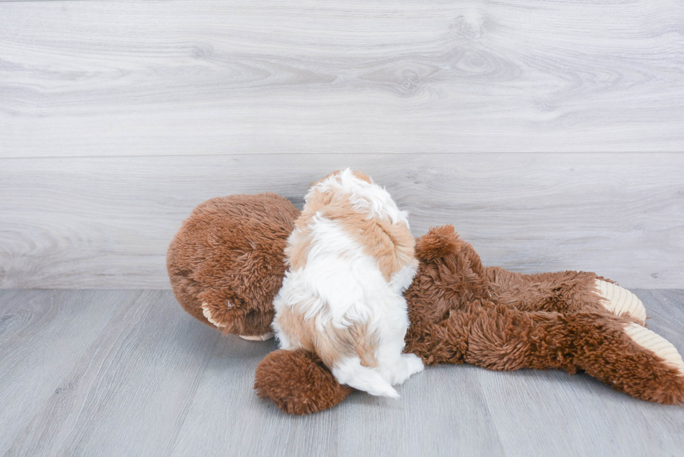 Funny Teddy Bear Designer Pup