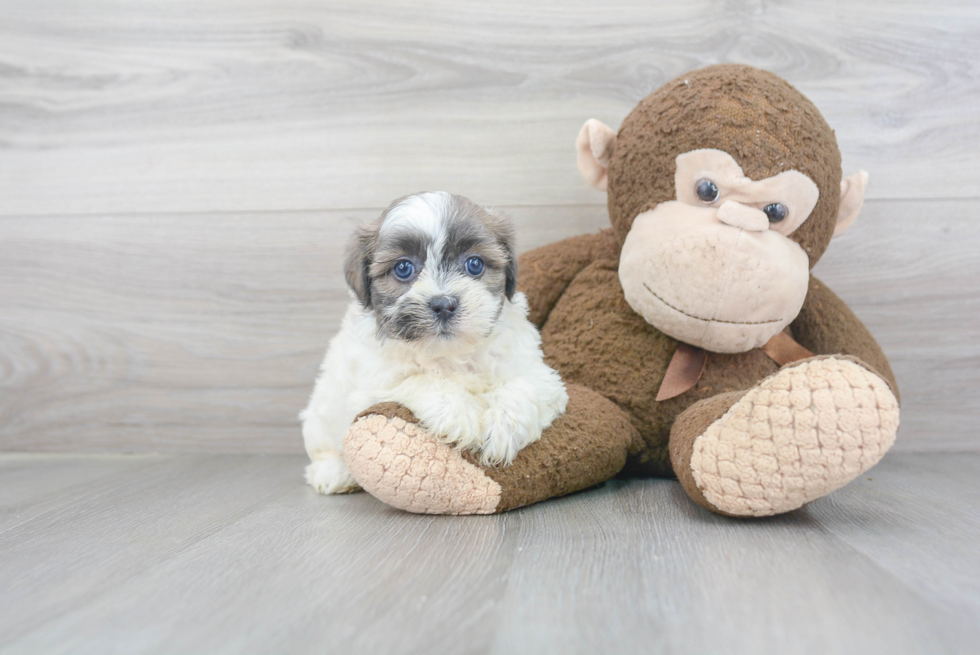 Best Teddy Bear Baby